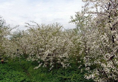 Вишневый сад.музей вишни
